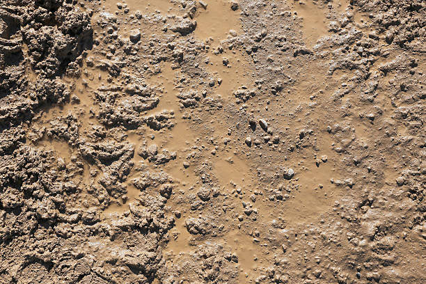 Wet Soil (Expands)