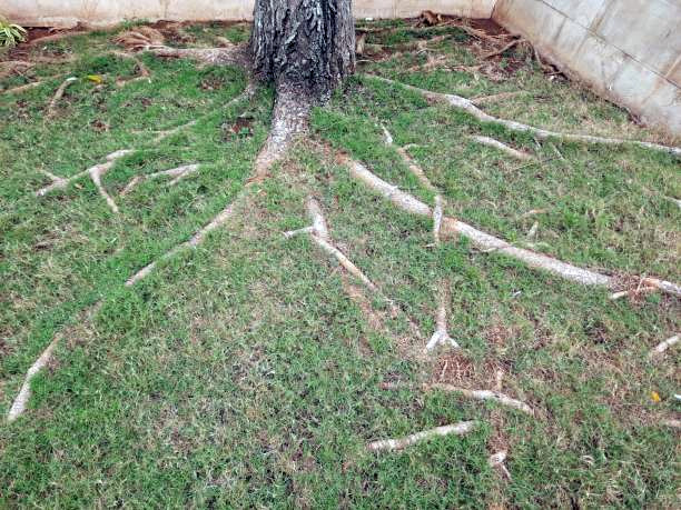 Trees, Roots & Soil Changes detail
