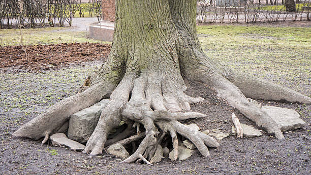 Root Spread