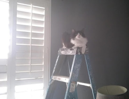 Full living room repaint